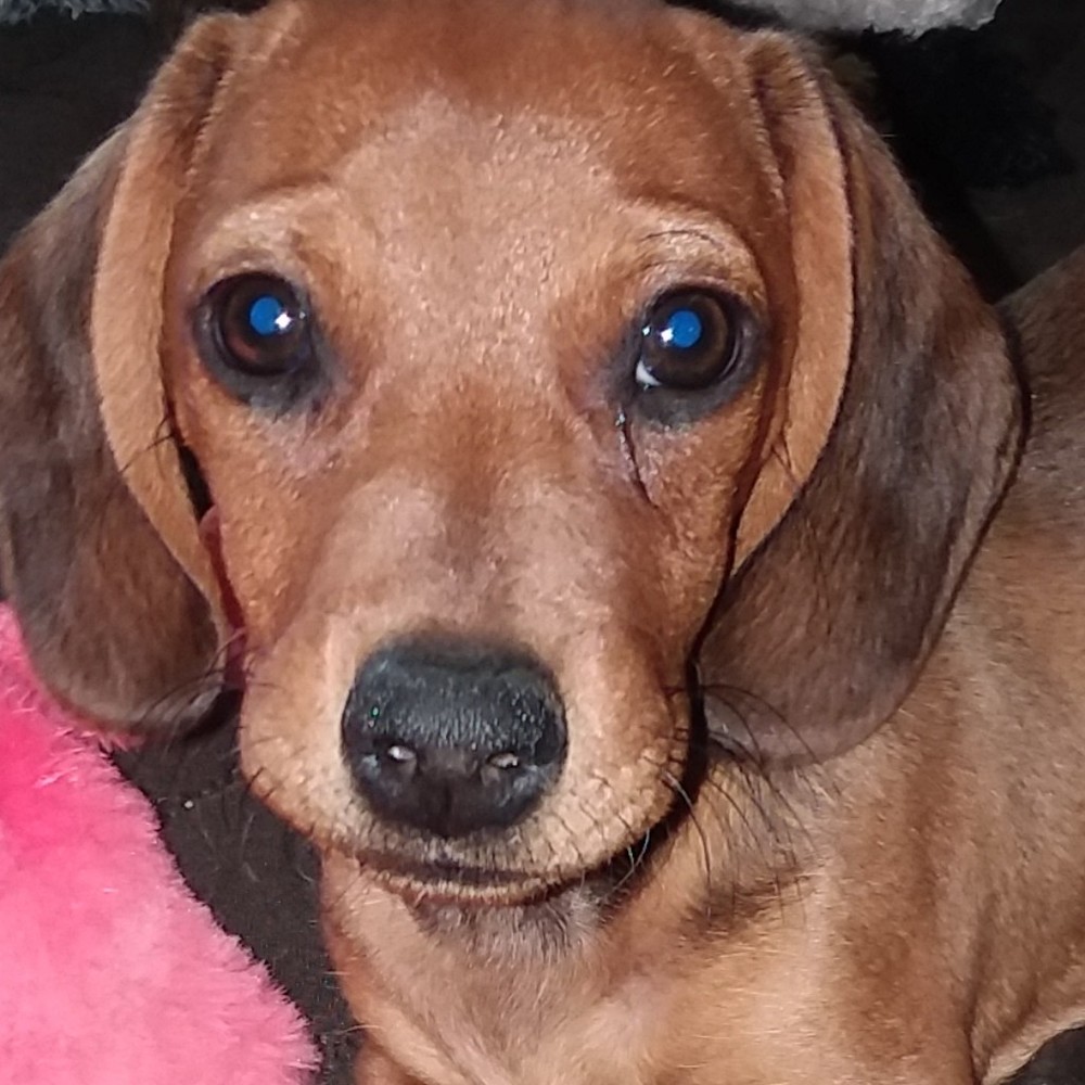 Meet your Posher, Posh
